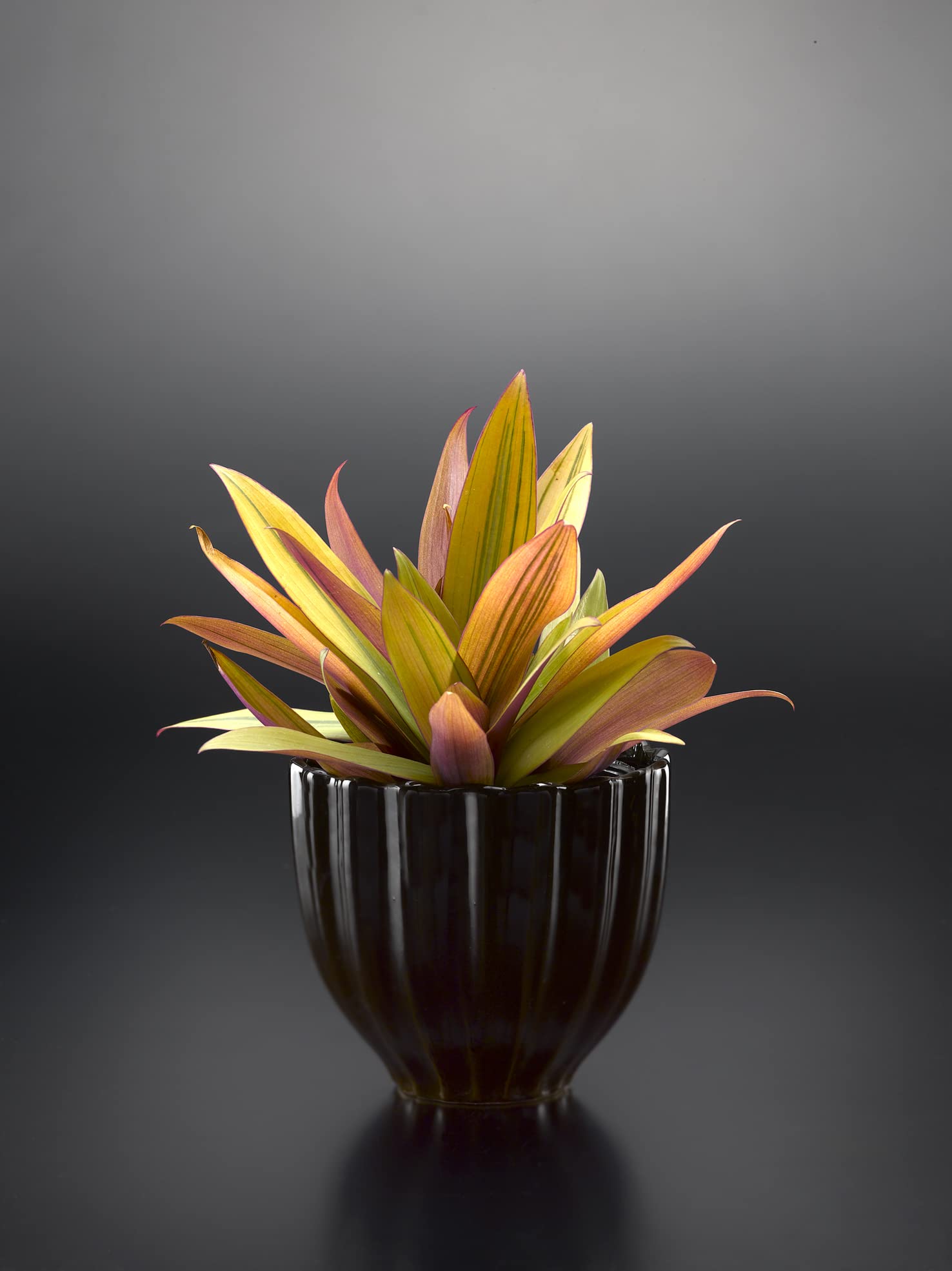Amazon | 観葉植物 ムラサキオモト イエロースター 10.5cmポリポット苗